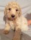 Labradoodle Puppies for sale in Buffalo Grove, IL, USA. price: $1,000