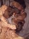 Labradoodle Puppies for sale in Sparta, MI 49345, USA. price: $700
