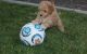 Labradoodle Puppies for sale in Birmingham, AL, USA. price: NA