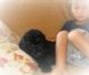 Labradoodle Puppies for sale in Tampa, FL, USA. price: NA