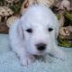 Labradoodle Puppies for sale in Mesa, AZ, USA. price: $1,500