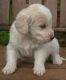 Labradoodle Puppies for sale in Anaheim, CA, USA. price: NA
