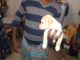 Labradoodle Puppies for sale in Coimbatore, Tamil Nadu, India. price: 6000 INR