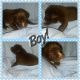 Labradoodle Puppies for sale in Rockford, IL, USA. price: NA