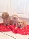 Labradoodle Puppies for sale in South Miami, FL, USA. price: NA