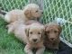 Labradoodle Puppies for sale in Honolulu, HI, USA. price: NA
