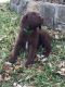 Labradoodle Puppies for sale in Fort Worth, TX, USA. price: $1,000