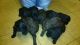 Labradoodle Puppies for sale in Anchorage, AK, USA. price: NA