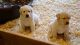 Labradoodle Puppies for sale in Louisville, KY, USA. price: NA