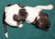 Labradoodle Puppies for sale in Nampa, ID, USA. price: NA