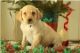 Labradoodle Puppies for sale in Arden Hills, MN, USA. price: NA