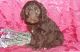 Labradoodle Puppies for sale in Oregon City, OR 97045, USA. price: $450