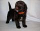 Labradoodle Puppies for sale in Baltimore, MD, USA. price: $450