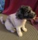 Labradoodle Puppies for sale in Anne Manie, AL 36722, USA. price: $400