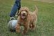 Labradoodle Puppies for sale in Peoria, IL, USA. price: NA