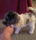 Labradoodle Puppies for sale in Fairhope, AL 36532, USA. price: NA