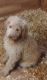 Labradoodle Puppies for sale in La Pine, OR 97739, USA. price: NA