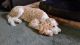 Labradoodle Puppies for sale in Tingley, IA 50863, USA. price: NA