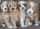 Labradoodle Puppies for sale in Stockton, CA, USA. price: NA