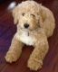 Labradoodle Puppies for sale in Stockton, CA, USA. price: NA