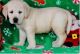 Labradoodle Puppies for sale in Jacksonville, FL, USA. price: NA