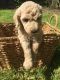 Labradoodle Puppies for sale in Newberg, OR 97132, USA. price: NA