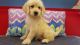 Labradoodle Puppies for sale in Akron, OH, USA. price: NA