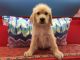 Labradoodle Puppies for sale in Doddridge, Sulphur Township, AR 71826, USA. price: NA