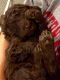 Labradoodle Puppies for sale in Waco, TX, USA. price: NA