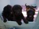 Labradoodle Puppies for sale in Berkeley, CA, USA. price: NA