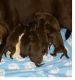 Labradoodle Puppies for sale in Swannanoa, NC 28778, USA. price: NA