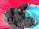 Labradoodle Puppies for sale in Wauseon, OH 43567, USA. price: NA
