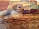 Labradoodle Puppies for sale in Alexandria, LA, USA. price: NA