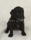 Labradoodle Puppies for sale in Galion, OH 44833, USA. price: $1,000