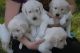 Labradoodle Puppies for sale in Tacoma, WA, USA. price: $1,200