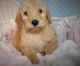 Labradoodle Puppies for sale in Alma Center, WI 54611, USA. price: NA