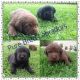 Labradoodle Puppies for sale in Austin, TX, USA. price: NA
