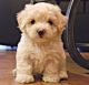 Labradoodle Puppies for sale in Newark, NJ, USA. price: NA
