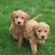 Labradoodle Puppies for sale in Reno, NV, USA. price: NA