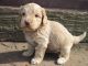 Labradoodle Puppies for sale in Rapid City, SD, USA. price: NA