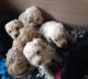 Labradoodle Puppies for sale in Downey, CA, USA. price: NA