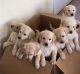 Labradoodle Puppies for sale in Amherst, NH 03031, USA. price: NA
