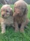 Labradoodle Puppies for sale in Oregon City, OR 97045, USA. price: NA