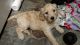 Labradoodle Puppies for sale in Fargo, GA 31631, USA. price: NA