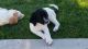 Labradoodle Puppies for sale in Fort Wayne, IN, USA. price: $600