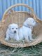 Labradoodle Puppies for sale in Olando St, Charlotte, NC 28206, USA. price: NA