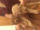 Labradoodle Puppies for sale in Chula Vista, CA, USA. price: $1,200