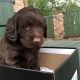 Labradoodle Puppies for sale in Polk County, IA, USA. price: NA
