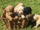 Labradoodle Puppies for sale in Newberg, OR 97132, USA. price: NA