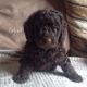 Labradoodle Puppies for sale in AR-98, Emerson, AR 71740, USA. price: NA